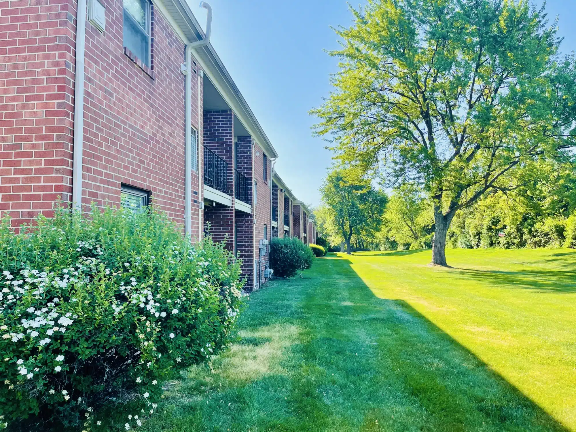 A row of brick apartment buildings with balconies on a sunny day, bordered by a lush green lawn and a line of trees. The foreground features a flowering shrub with small white blossoms.