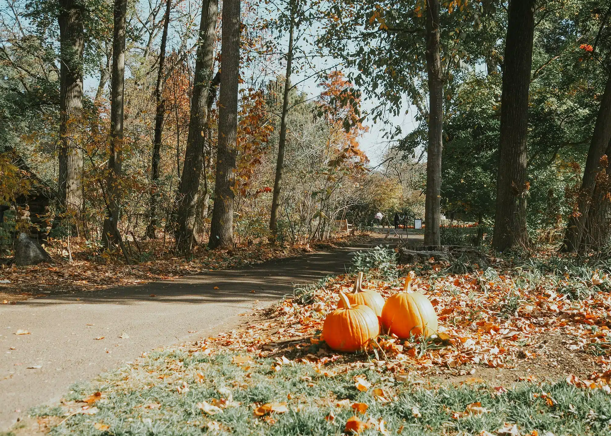 barbara-burgess-NCWY8VmWxA8-unsplash Barbara burgess ncwy8vmwxa8 unsplash