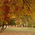 A grassy field bordered by trees in autumn, displaying vivid yellow and red leaves, with a shed visible in the background on the right.